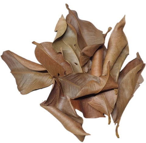 EXO PLANET Mangosteen Leaves – liście mangostinu 40g EXO PLANET Mangosteen Leaves – liście mangostinu 40g