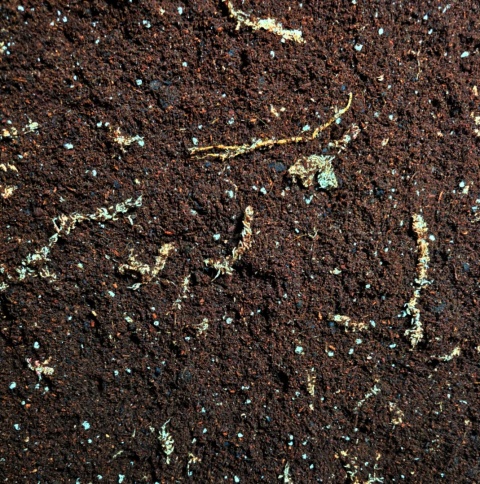 EXO PLANET Crested Gecko Substrate Soil - podłoże dla gekonów orzęsionych 2L EXO PLANET Crested Gecko Substrate Soil - podłoże dla gekonów orzęsionych 2L