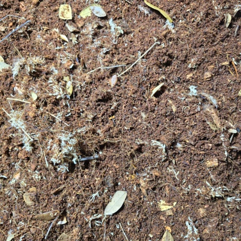 EXO PLANET Jungle Forest Substrate - podłoże leśnej dżungli 5L EXO PLANET Jungle Forest Substrate - podłoże leśnej dżungli 5L