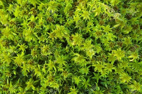 EXO PLANET Mech torfowiec Sphagnum Moss Zielony 25g EXO PLANET Mech torfowiec Sphagnum Moss Zielony 25g