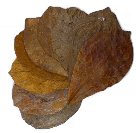 EXO PLANET Ketapang Leaves - liście migdałecznika 10 szt EXO PLANET Ketapang Leaves - liście migdałecznika 10 szt