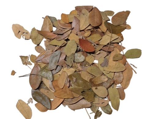 EXO PLANET Tropical Leaves - liście tropikalne 100g EXO PLANET Tropical Leaves - liście tropikalne 100g