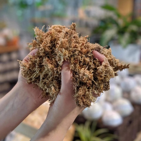 EXO PLANET Mech torfowiec Sphagnum moss 150g / 8L (brykiet) EXO PLANET Mech torfowiec Sphagnum moss 150g / 8L (brykiet)