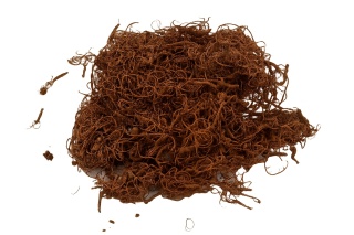 EXO PLANET Curly Moss - 250g