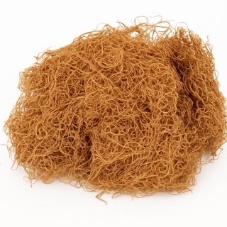 EXO PLANET Curly Moss