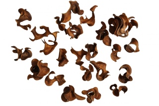 EXO PLANET Curly Pods - 25g