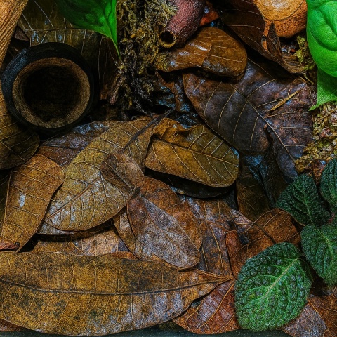EXO PLANET Longan leaves - liście longanu 40g