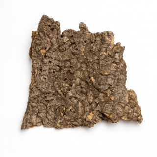 Płat korka rozmiar XL (25-35cm)