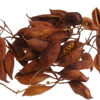 EXO PLANET Brachicition gałązka