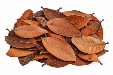 EXO PLANET Brazilian Jungle Leaves - liście 20g