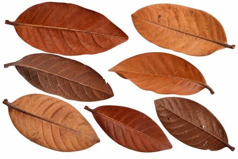 EXO PLANET Brazilian Jungle Leaves - liście 20g