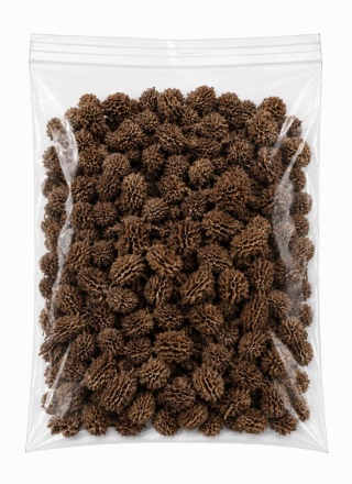 EXO PLANET Casurina Pods - 50g