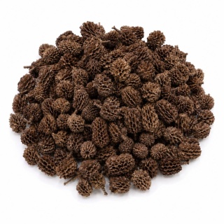 EXO PLANET Casurina Pods - 50g