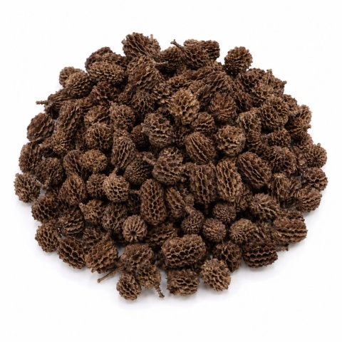 EXO PLANET Casurina Pods - 50g