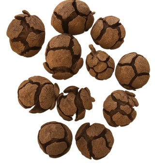 EXO PLANET Cypress Cone - Szyszka cyprysowa 8 szt.