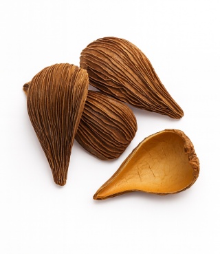 EXO PLANET Pradeep 7-9cm - łódeczki 5 szt