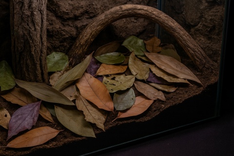 EXO PLANET Jungle Mix Leaves – liście z dżungli 20g