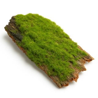 EXO PLANET Kawałki kory pokryte mchem - małe 100g
