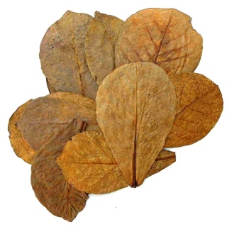 EXO PLANET Ketapang Leaves - liście migdałecznika 5 szt