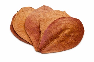 EXO PLANET Ketapang Leaves - liście migdałecznika 5 szt