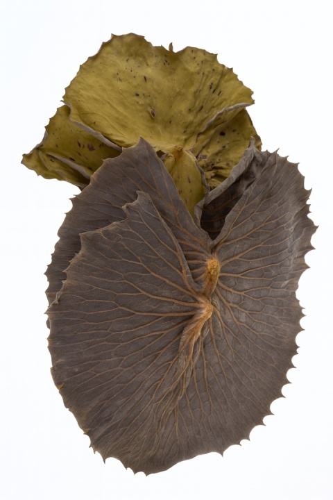 EXO PLANET Lili Leaves ok.18cm - liście lilii 5 szt.