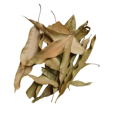 EXO PLANET Mango Leaves – liście mango 20g