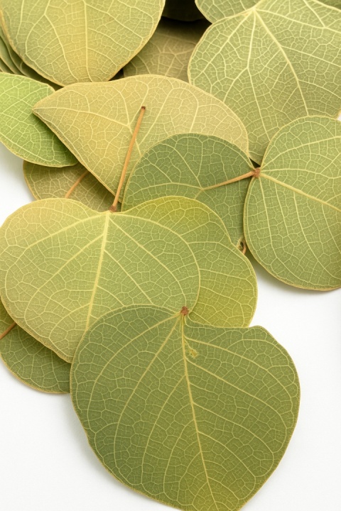 EXO PLANET Pilea Leaves - liście Pilea peperomioides 15g