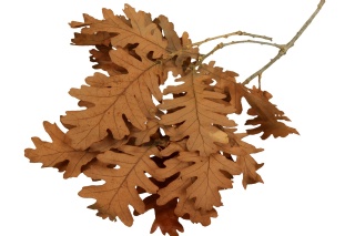 EXO PLANET Oak Leaves - Liście dębu 30g