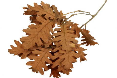 EXO PLANET Oak Leaves - Liście dębu 30g